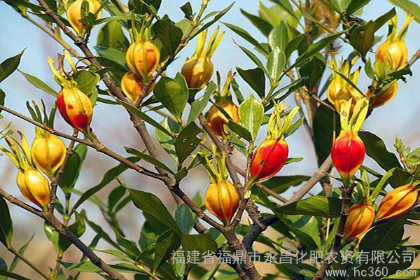 供应山栀子山栀子山栀子