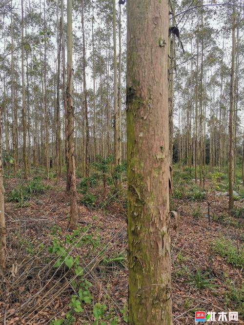 广九桉树陆~柒年1000多亩可以出售了