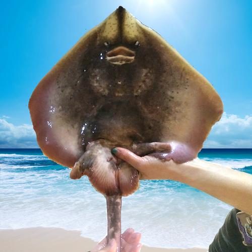 鳐鱼鲜活老板鱼新鲜活体非大连冷冻洋鱼板鱼琵琶语海鱼1斤以上/条