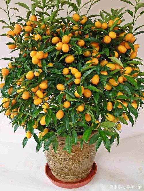 种一棵水果盆栽——金桔,好看又好吃才叫值