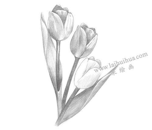 郁金香铅笔素描画法步骤图示