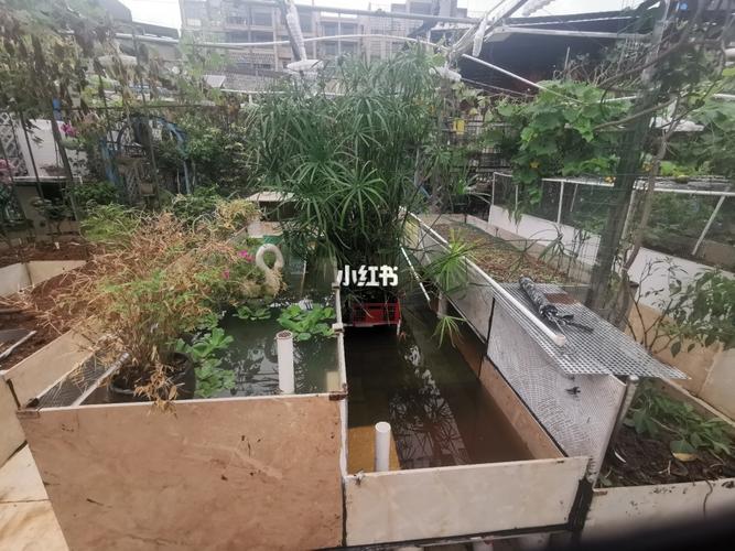 楼顶自建龟池第三个池了,更完善了_家装_家居_家居装饰_家居家装_家居