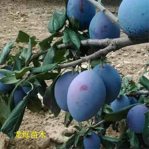 西梅蓝蜜李子苗品种大全及简介