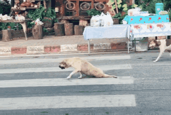 狗子装腿瘸想给老婆挣钱花,看见车后立马不治而愈