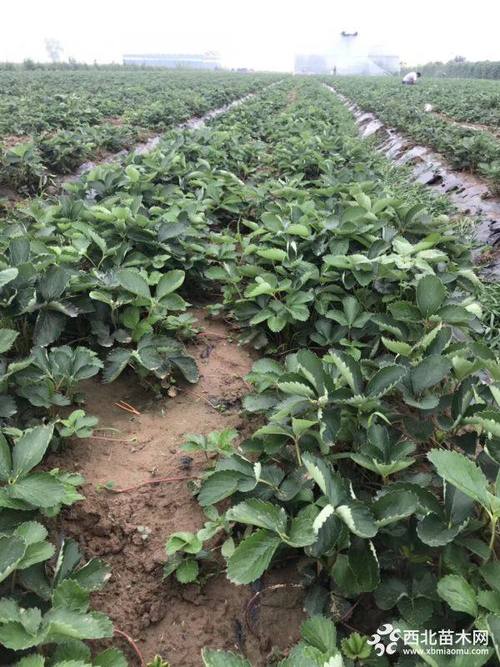 妙香7号草莓苗今年价格, 妙香草莓苗基地