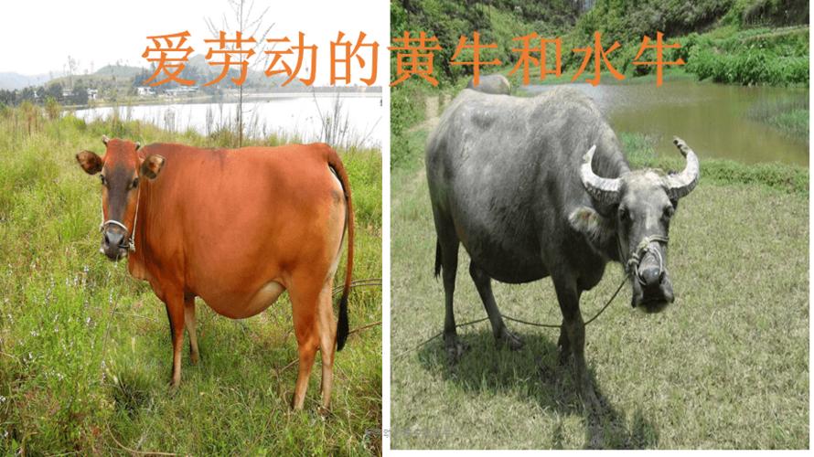 爱劳动的黄牛和水牛