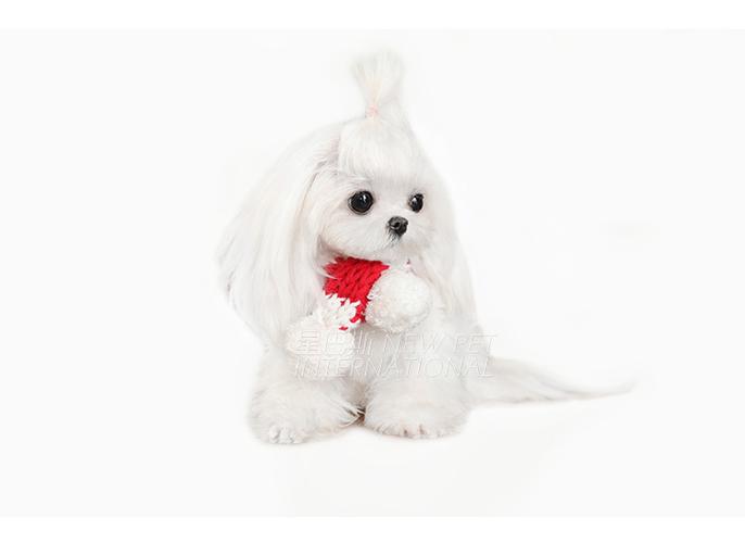 星巴斯 韩国纯种马尔济斯魔天使宠物狗幼犬活体出售m854