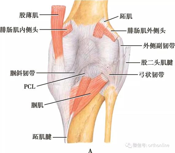 膝关节解剖图