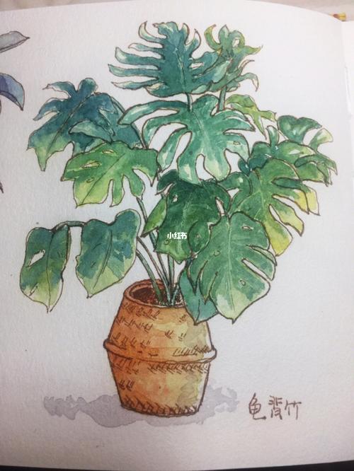 钢笔淡彩成长记录76-.植物练习 龟背竹_钢笔_文化_绘画
