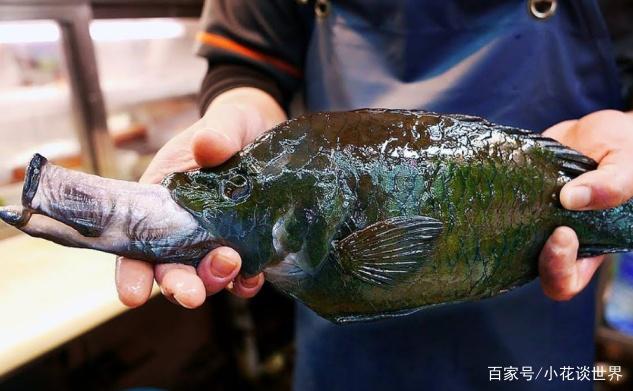 这种鱼长了张人脸,鲁班发明锯子也受它启发的,能把猎物撕开两半