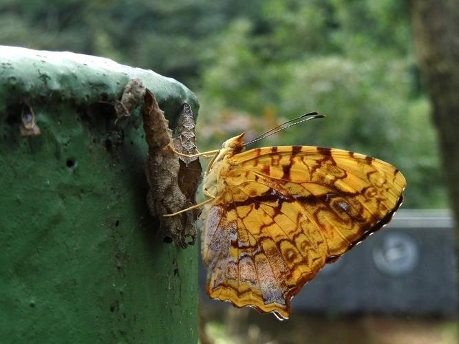 散纹盛蛱蝶/黄三线蝶
