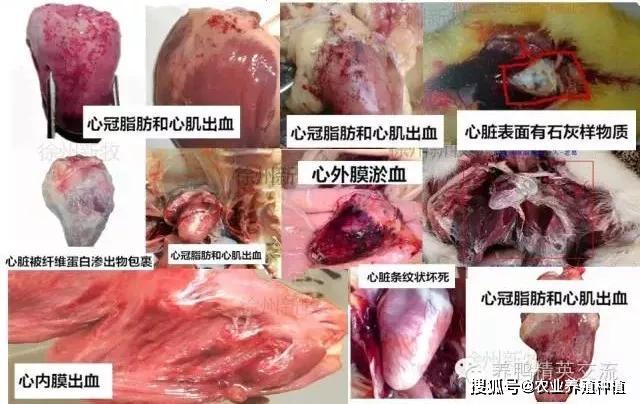 鸭流感:心冠脂肪出血或者条纹状坏死(虎斑心)  鸭传染性浆膜炎:心脏