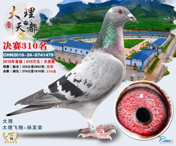 特征:310/409  决赛310名  名称 决赛310名 鸽主姓名 大理飞翔-杨发荣