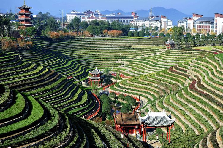 奢香古镇的花海梯田