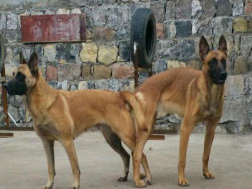 伯爵儿了 对外借配    大体马犬          毛颜色黄