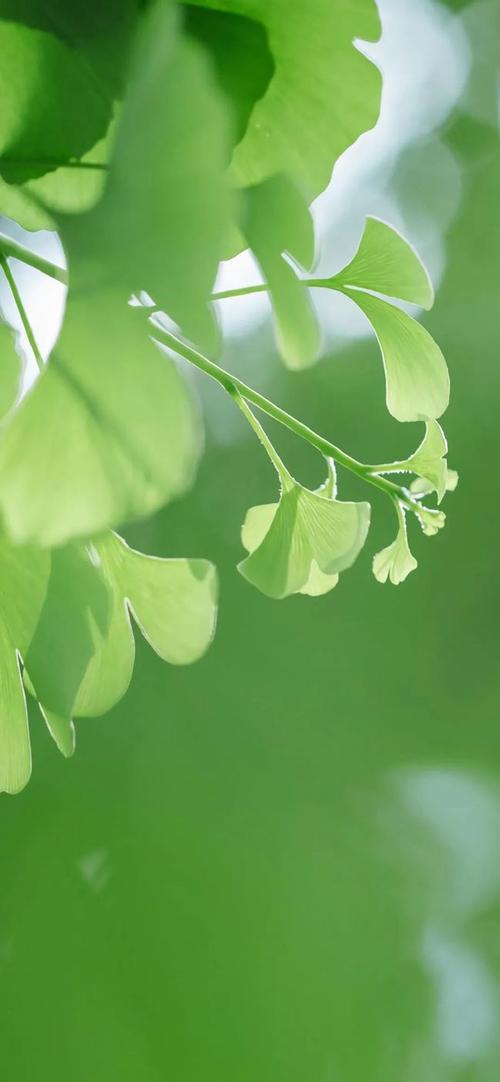 手机壁纸 清新护眼