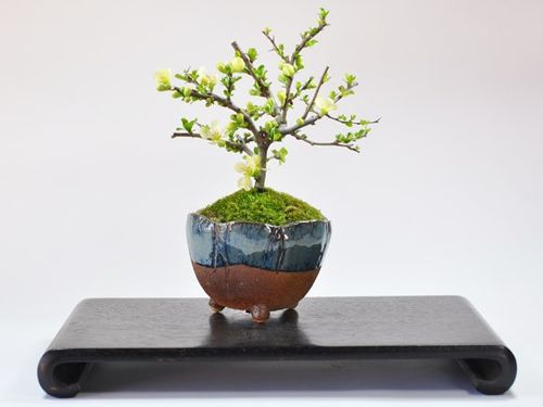 白花长寿梅
