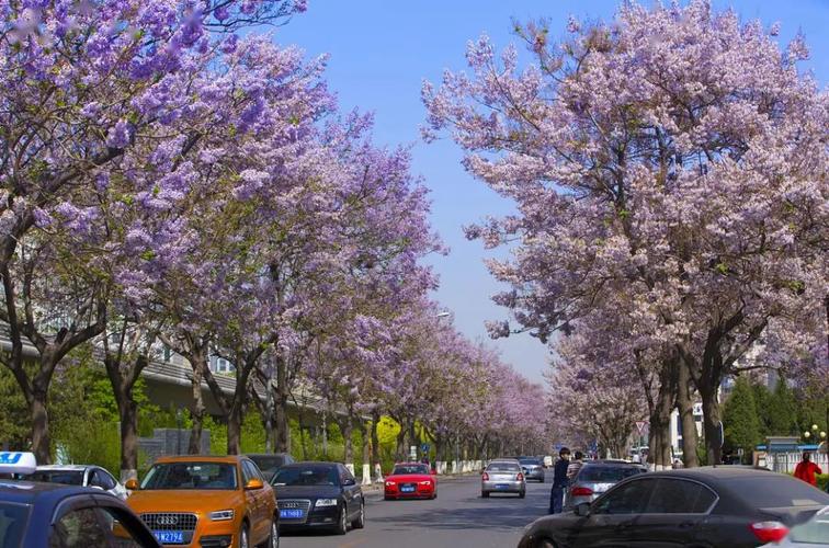 阳光从丰沛的泡桐树影里落下, 光影斑 ..