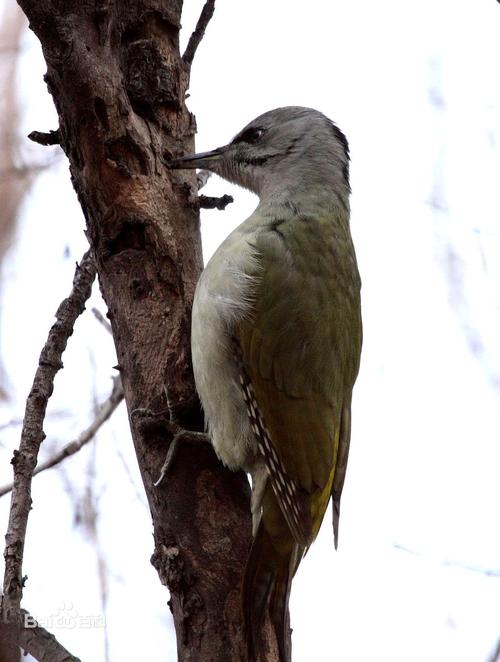 在我国分布较广的绿啄木鸟,体长近30厘米,体羽主要是绿色,雄鸟头顶