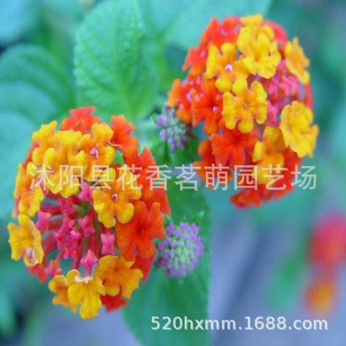 常年批发花木花卉种子发芽率高 五色梅种子 对叶梅种子 五色绣球