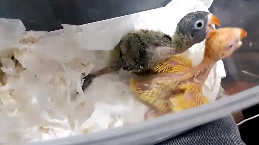 红牡丹鹦鹉的成长史