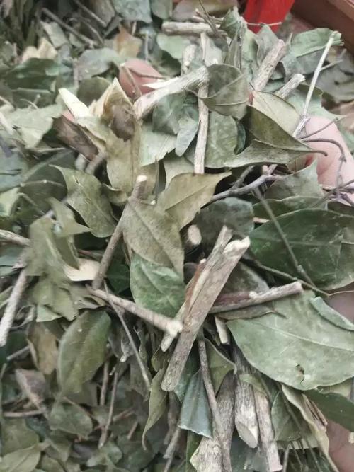 中草药材九里香/千里香/满山香/五里香/过山香/豹骨风/风