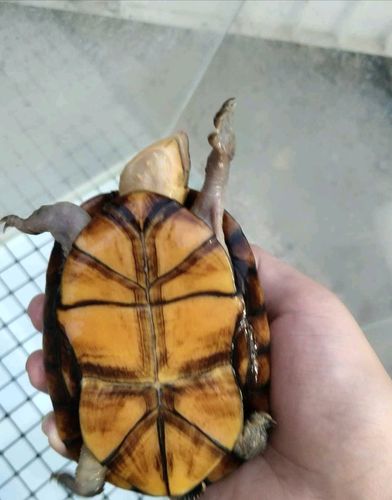 奇龟异谈【三十八】蝎泽蛋龟