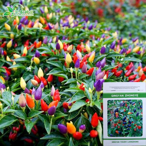 五彩小米椒种子 五彩朝天椒 五彩辣椒 观赏椒 阳台庭院盆栽种子_7折