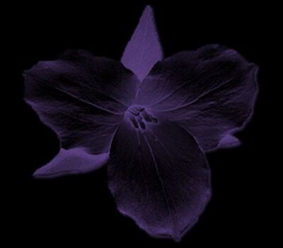 黑色曼陀罗——不可预知的黑暗,死亡和颠沛流离的爱.