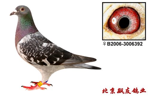 管 理  鸽保健品            艾米尔·丹尼斯 保证金级 拍卖; 信鸽