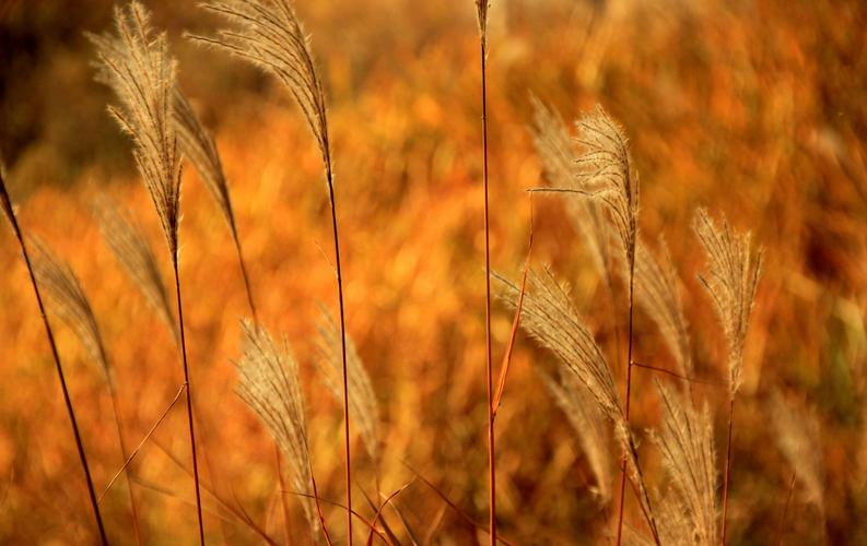枫叶荻花秋瑟瑟