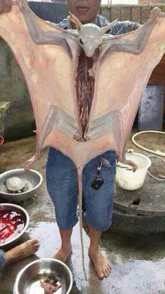 水猴子这个是真的假的?