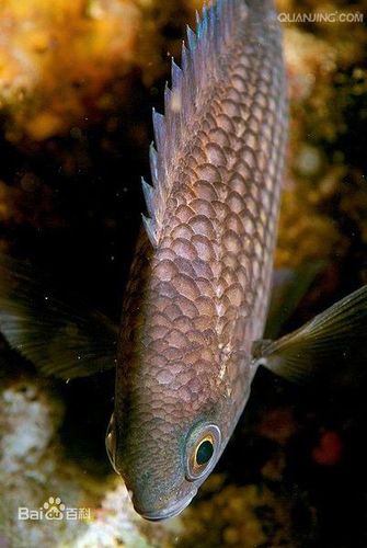 鱼是脊椎动物,需要用睡觉的方式消除神经系统和肢体的疲劳,但是鱼没有