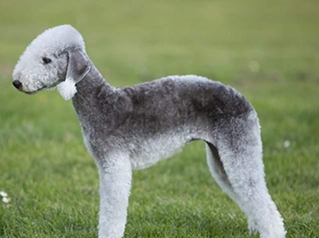 寻根问祖系列60贝灵顿梗bedlingtonterrier