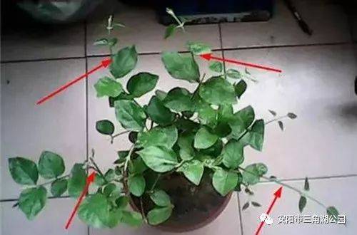 茉莉花爆盆方法技巧