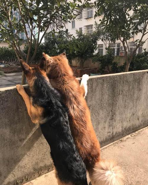 被两个阿拉带大的德牧,当德牧被阿拉带成了一只二哈