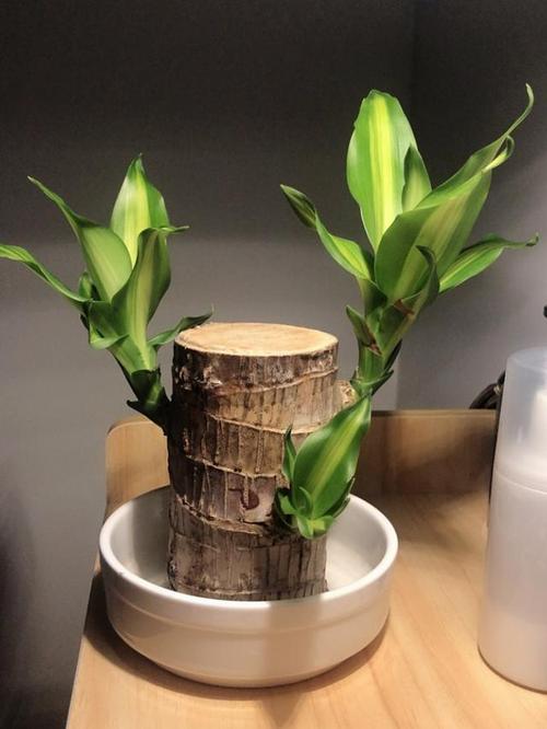 水培巴西木桩做好6点,不仅能发芽,还能旺盛生长