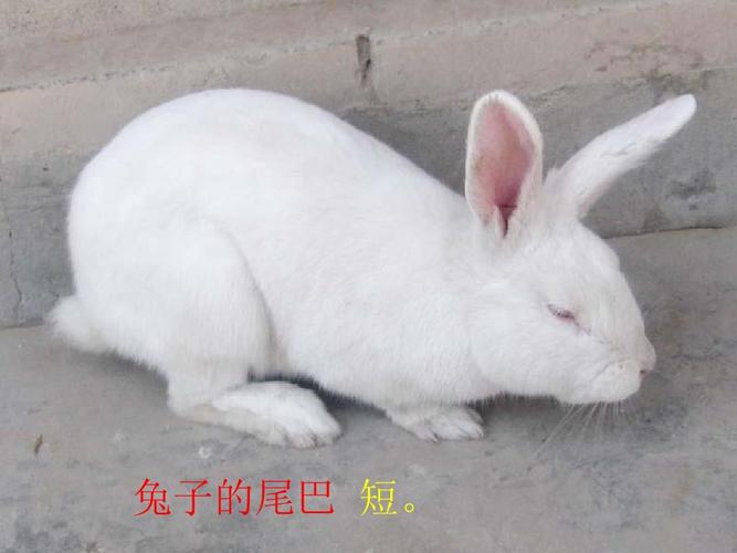 2015-2016学年 最新人教版一年级语文上册课件 比尾巴 5精品课件ppt