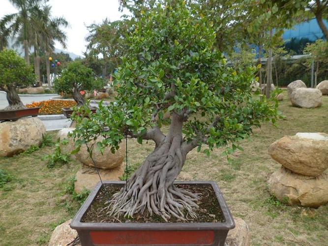 榕树盆景榕树桩景榕树盆景栽培