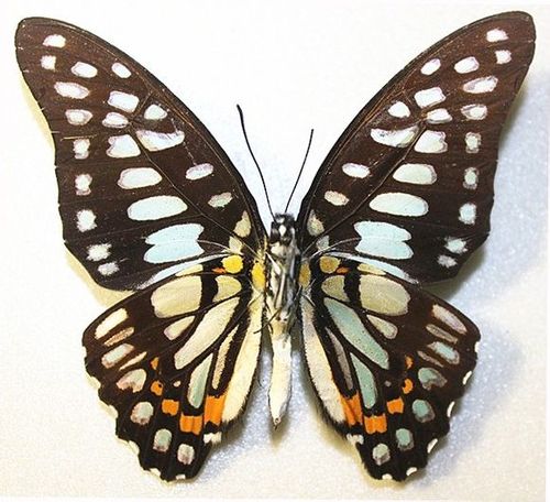 木兰青凤蝶graphium doson (felder 1864)