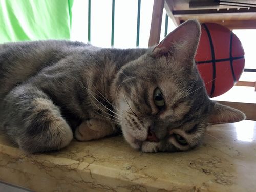 喵生无可恋,对世界失去兴趣——全靠每天晚上的鸡肉和营养膏续命