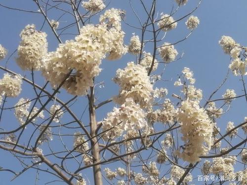 据百度百科介绍,梧桐树的中文学名就叫梧桐这个名字,别称有青桐,桐麻
