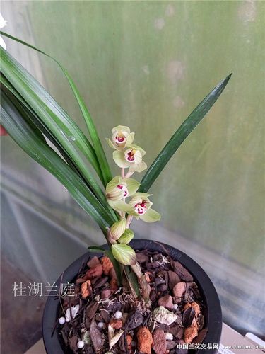 新种荷瓣开品欣赏,征集美名-春剑篇-中国兰花交易网