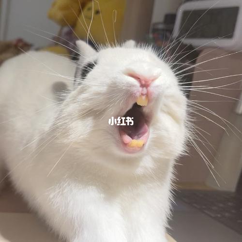 前两天刷到一个播音主持系的练习,是立舌!