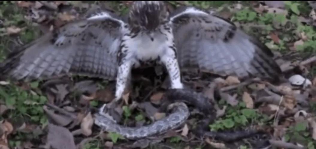 原创猫头鹰与蛇谁厉害猫揍了蛇蛇误把猫头鹰当仇家猫头鹰背黑锅