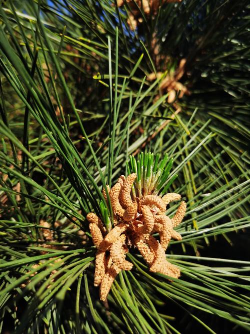 裸子植物松树花