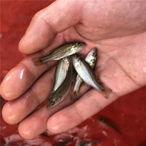 购客养殖优质活体淡水加州鲈鱼苗大口黑鲈鱼苗优鲈*鱼苗路亚小鱼苗