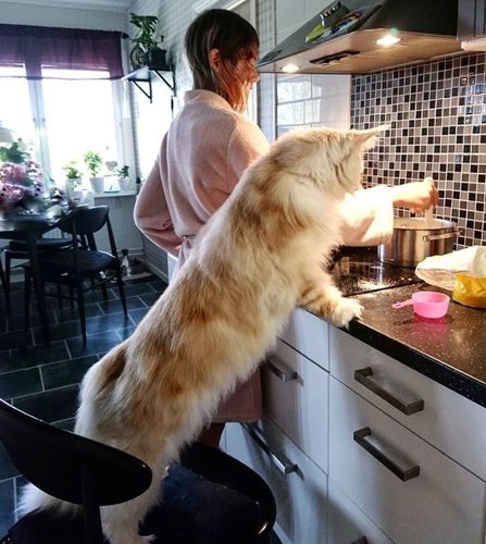 缅因猫究竟有多大看看这十张缅因猫图片就知道了