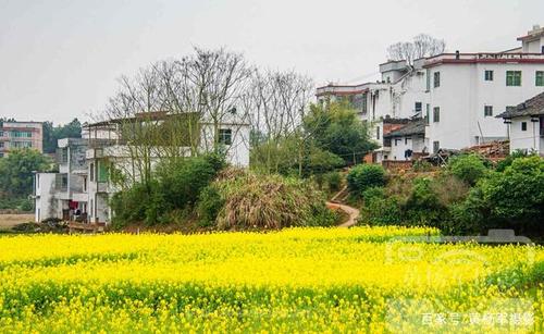 油菜花开的美丽乡村,江西于都县迳坑村故乡的原风景风光秀美如画