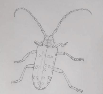 儿童天牛画画手抄报 儿童手抄报